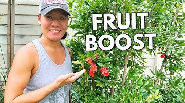 How to Fertilize Your Fruit Trees Correctly For An Amazing Harvest  Part 2