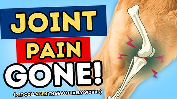 The Natural Arthritis Fix Vets Don’t Talk About (For Dogs)