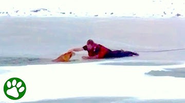 Brave Man Crawls on Thin Ice to Save Dog