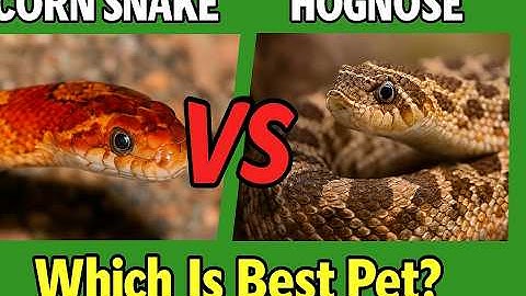 Corn Snake vs Hognose Snake | Beginner Snake Showdown!