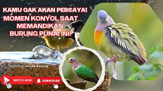 Keseruan Memandikan Burung Punai: Momen Lucu dan Menggemaskan!