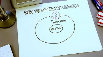 How to Start with the Attune NxT Flow Cytometer | Demo