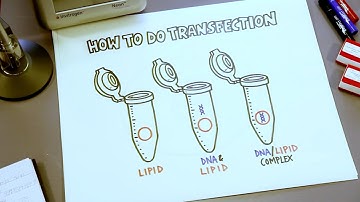 How to Start with the Attune NxT Flow Cytometer | Demo