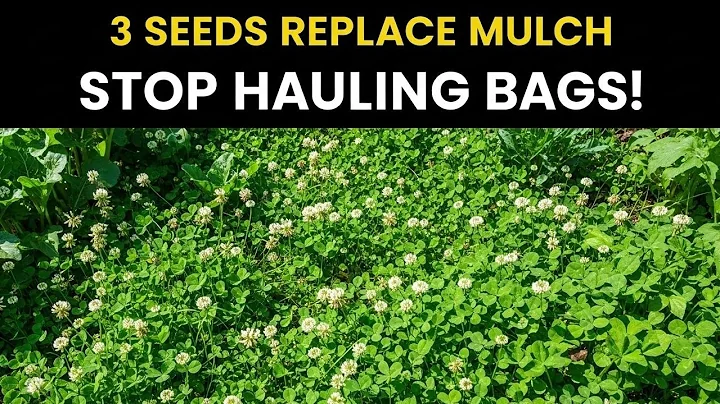3 INCREDIBLE SEEDS THAT REPLACE MULCH FOREVER - GROW A SELF-MULCHING GARDEN NATURALLY!