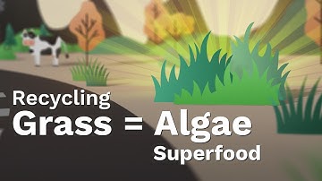 How Grass Waste Becomes the Ultimate Algae Nutrient Source