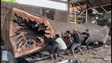 WORLD RECORD!! 300 Feet Giant Oak Log Finally Cut at the Sawmill – Unbelievable Moment