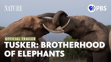 Tusker: Brotherhood of Elephants | Official Trailer