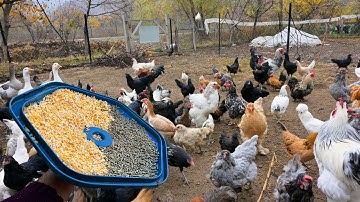 Organic Village Chicken Farming - Raise Free Range Chickens for Meat & Eggs - Farm Tips - Farm Work