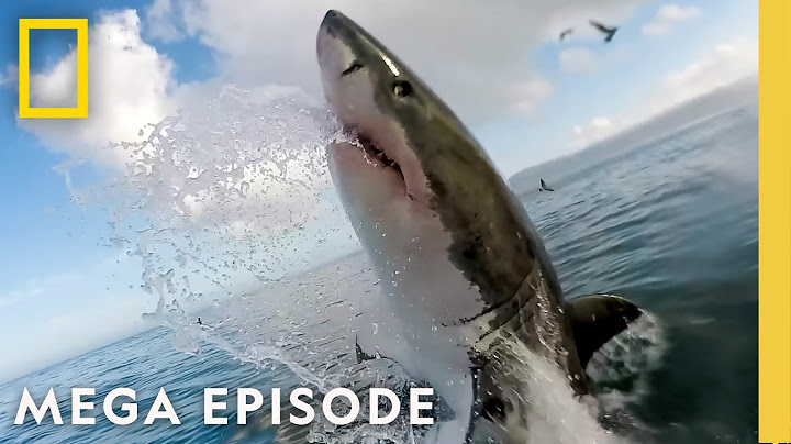 Sharkfest 2025: Viral, Supersized & Baby Sharks | MEGA EPISODE | National Geographic