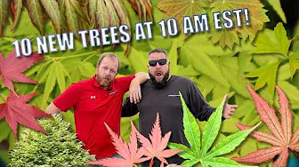 A MIGHTY AND MORPHING 10@10! Get The Perfect Tree Right to Your Doorstep!
