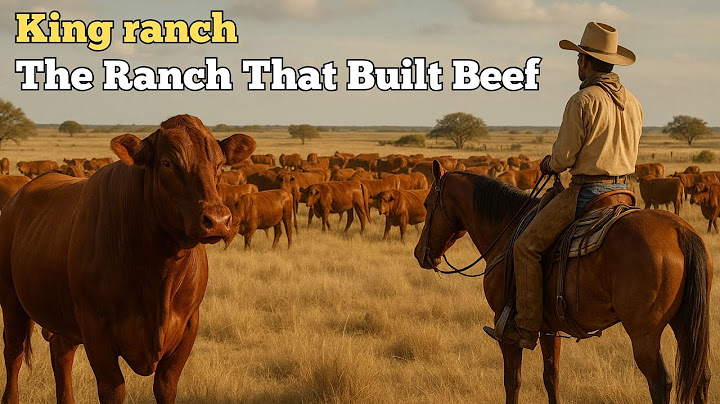 How one Texas Ranch Built the American Beef Industry - king ranch