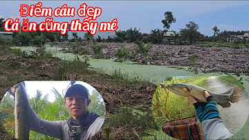 Câu cá lóc...Vào điểm câu đẹp hai anh em đụng toàn hàng khủng