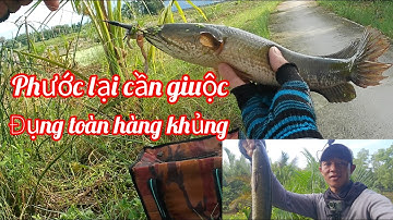 Câu cá lóc...Vào điểm câu đẹp hai anh em đụng toàn hàng khủng