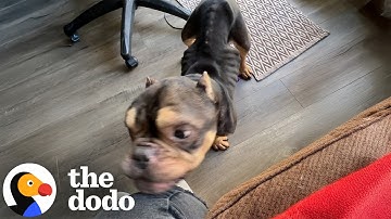 “Damaged Goods” Bulldog Turned Out To Be 12/10 Perfection | The Dodo