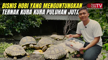 Rahasia Sukses Ternak Kura-Kura Sulcata, Sepasang Harga Puluhan Juta