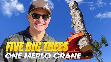 The Most Satisfying Tree Removal You’ll See Today!