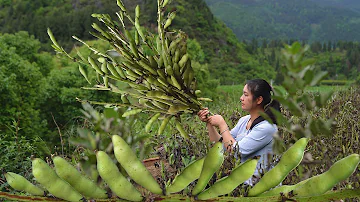 Giant Broad Beans! The Soul of Making Authentic Bean Paste!