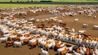 No One’s Talking About This – The Hidden Way Texas Farmers Use 127.7 Million Acres of Farmland