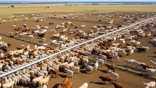 No One’s Talking About This – The Hidden Way Texas Farmers Use 127.7 Million Acres of Farmland