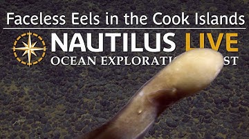 Faceless Eels in the Cook Islands Deep | Nautilus Live