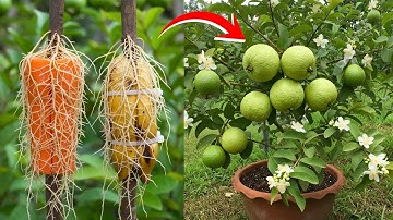 🌿New Experiment: Which material is best for propagating guava plants!😮