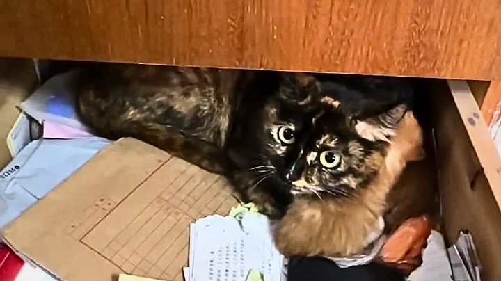 Tenant Left Behind a Cat Who Gave Birth to 6 Kittens - Kind Landlord Raised Them Like Her Own Kids~