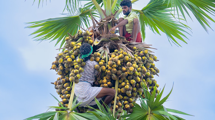Tender Ice Apples Harvesting and Making Delicious Ice Apple Kheer | Nungu Payasam