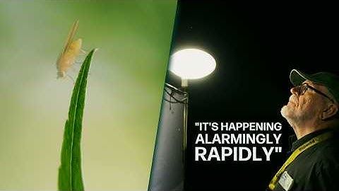 Insects Are Dying, Even In Earths Most Untouched Places