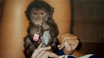 Humans Bringing Up An Orphaned Baby Baboon