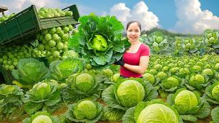 Mãe E Filha Colhendo Centenas De Maços De Vegetais Cultivados Na Horta Para Vender No Mercado