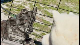 Epic Wolfdog Showdown