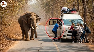 Shocking Elephant Attacks Caught on Camera | Animal Attack Compilation
