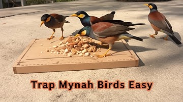 Trap Mynah Birds Easy in Winter Season || How to trap Myna Bird || Myna Bird Trapping in winter