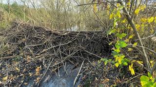 Beaver Dam Removal – Satisfying Drainage Channel Restoration!