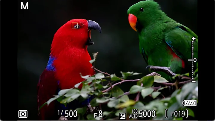 Nikon Z9 Firmware Updates: What Photographers Should Know