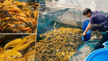 Cá Koi Tosai Giá Hợp Lý | Lựa Chọn Hoàn Hảo Cho Người Mới Chơi Koi