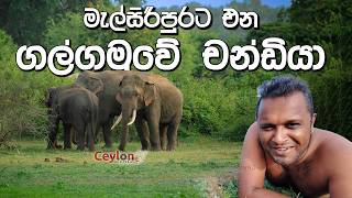 කුරැණැගලින් මතුවන ඇත්තු 🐘🌿🍃😲❤  tusker Ratta #savewildlife #tusker