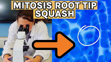 A-Level Biology Required Practical 2 | How to Prepare a Root Tip Squash for Mitosis (AQA Biology)