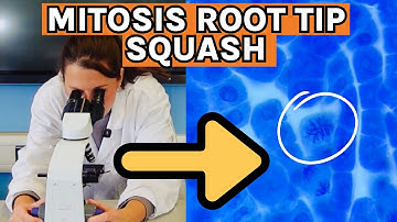 A-Level Biology Required Practical 2 | How to Prepare a Root Tip Squash for Mitosis (AQA Biology)