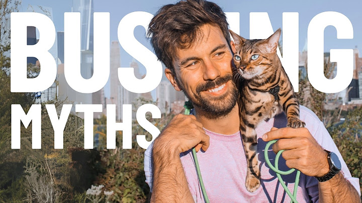 One Small Habit That Changed Everything for Me and My Cat