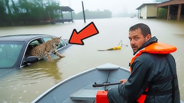 Bobcat Won’t Let Go of the Sinking Car in the Flood — What’s Inside Shocks the Entire Rescue Team!