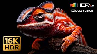 INSANE 16K HDR 240FPS - Dolby Vision | 16K Video ULTRA HD