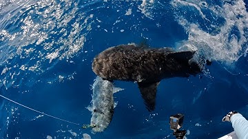 Epic Topwater Fish Catches 100km Offshore off Fraser Island!
