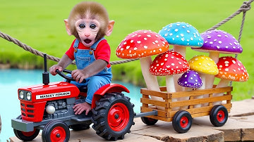 Monkey Nana drives a tractor to save the fish pond and rice field from the giant sun