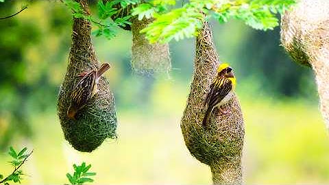 Vogeltechniek: een reis naar vogelnesten (aflevering 01)