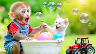 Monkey Nana Drives a Tractor to Rescue Watermelons After a Terrifying Flood - NANA MONKEY LIFE