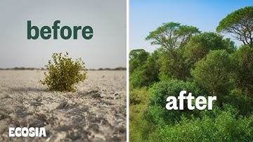 We Tried a Radical Approach to Reforestation… And It Worked