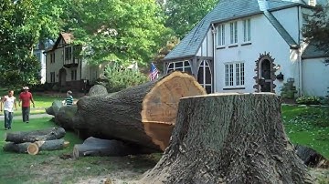 How Workers Cut Down a Hundred-Year-Old Oak Tree – Modern and Powerful Machines