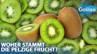 400.000 Kilogramm Kiwi pro Tag: An diesem Ort gedeiht die pelzige Frucht!