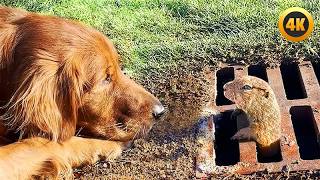 FUNNIEST Pets of 2025...So Far 😂 | BEST Animal Videos